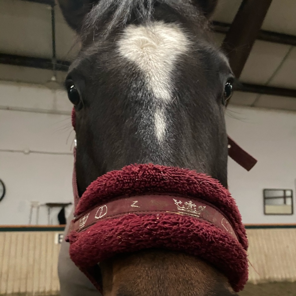 Meet your Posher, Nicole